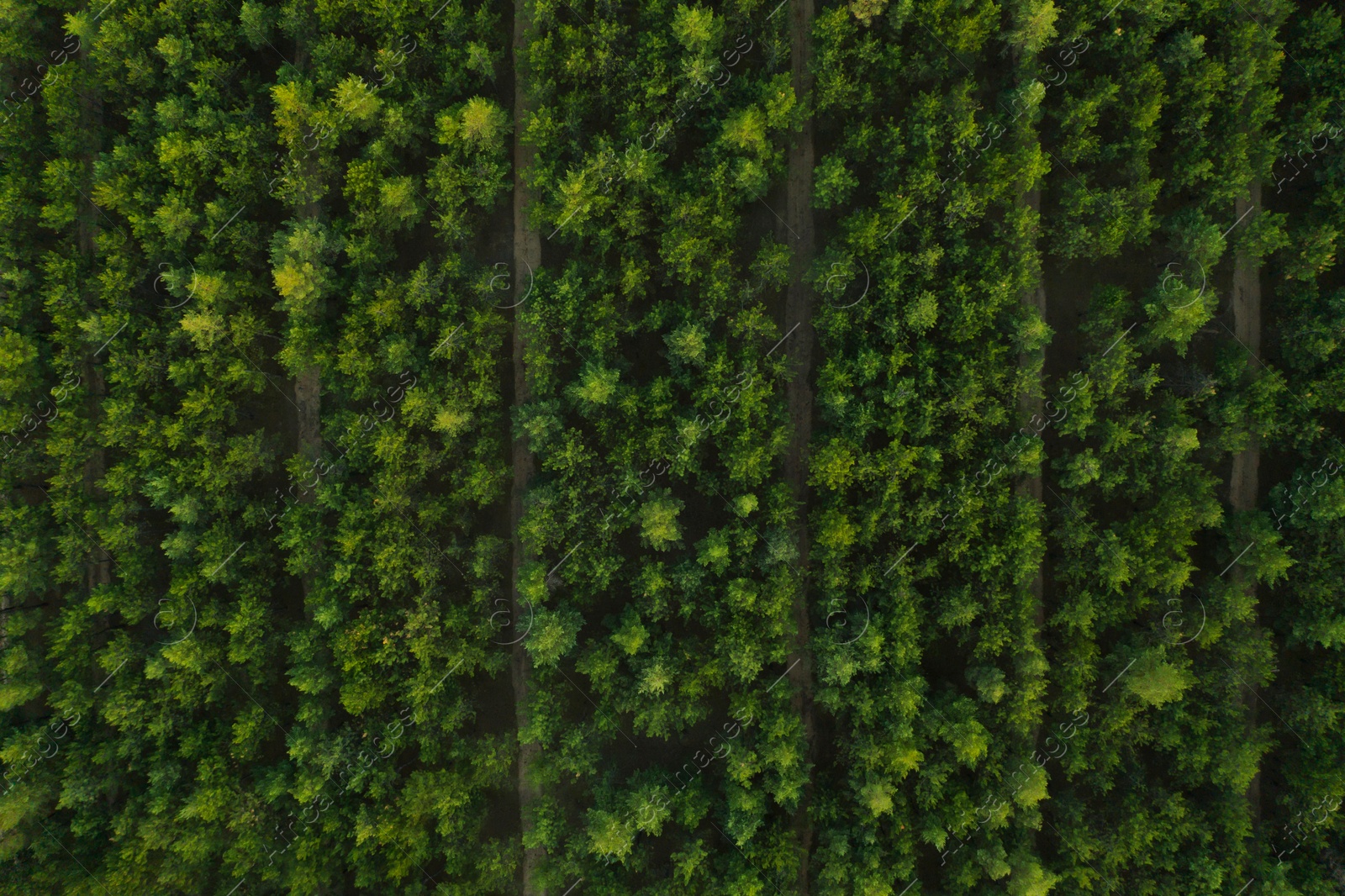 Image of Beautiful aerial view of green conifer forest