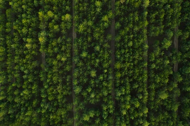 Image of Beautiful aerial view of green conifer forest