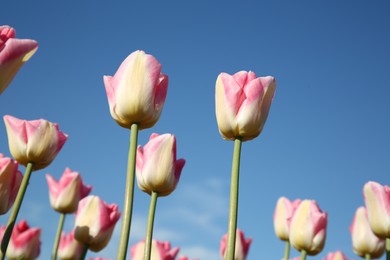 Photo of Beautiful pink tulip flowers against blue sky, low angle view