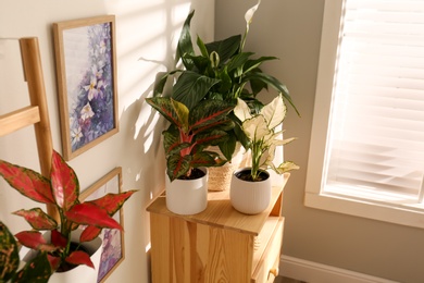 Exotic houseplants with beautiful leaves on wooden cabinet indoors