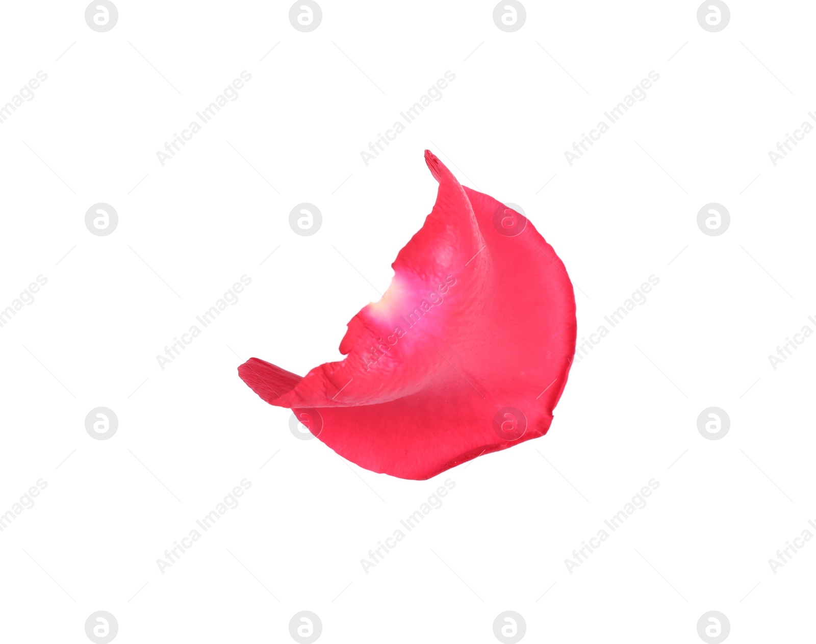 Photo of Tender red rose petal isolated on white