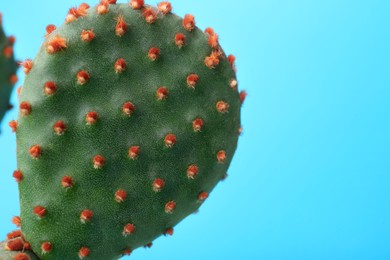 Photo of Beautiful green Opuntia cactus on light blue background, closeup. Space for text