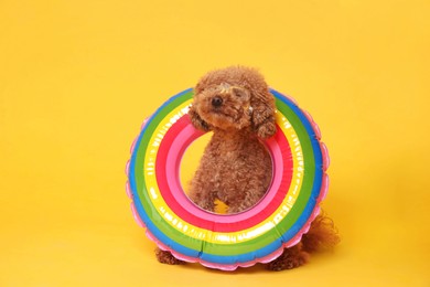 Photo of Cute Maltipoo dog with inflatable ring and swimming goggles on orange background