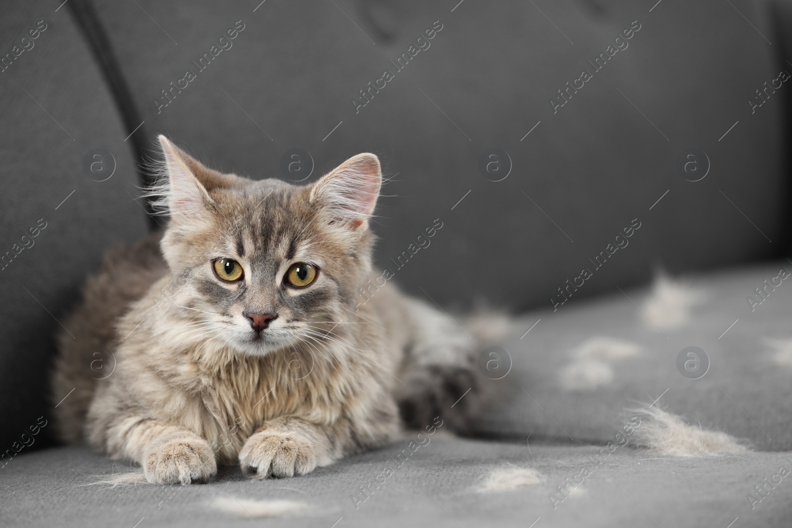 Photo of Pet shedding. Cute cat with lost hair on grey sofa, space for text