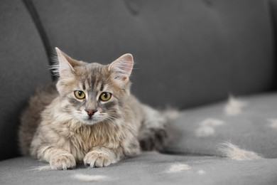 Photo of Pet shedding. Cute cat with lost hair on grey sofa, space for text