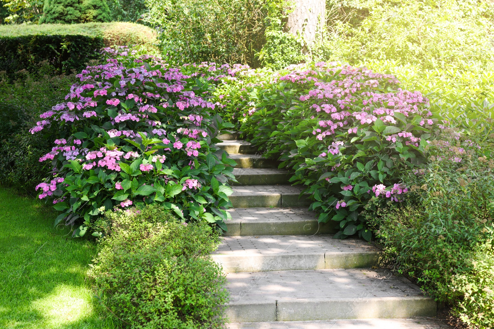 Photo of Pathway among beautiful hydrangea shrubs with violet flowers outdoors