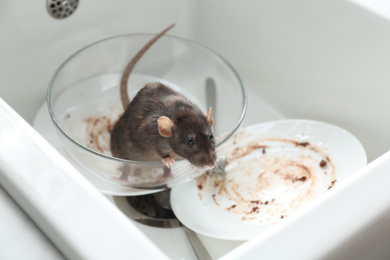 Photo of Rat and dirty dishes in kitchen sink. Pest control