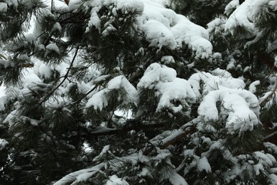 Fir tree covered with snow on winter day