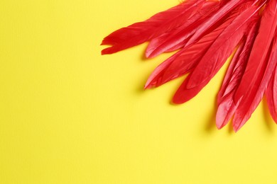 Photo of Red beautiful feathers on yellow background, flat lay. Space for text