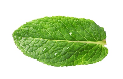 Photo of Green wet leaf of fresh mint isolated on white