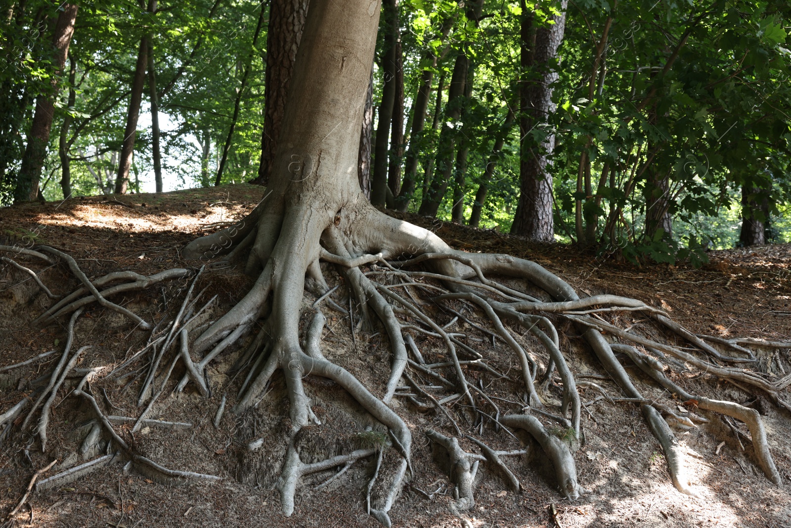 Photo of Tree roots visible through ground in forest