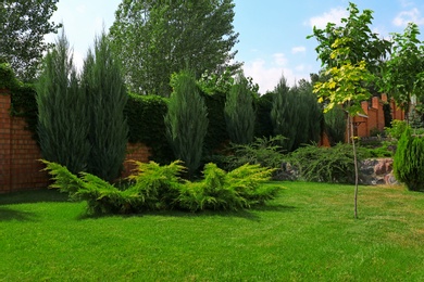 Beautiful green garden with different plants on sunny day