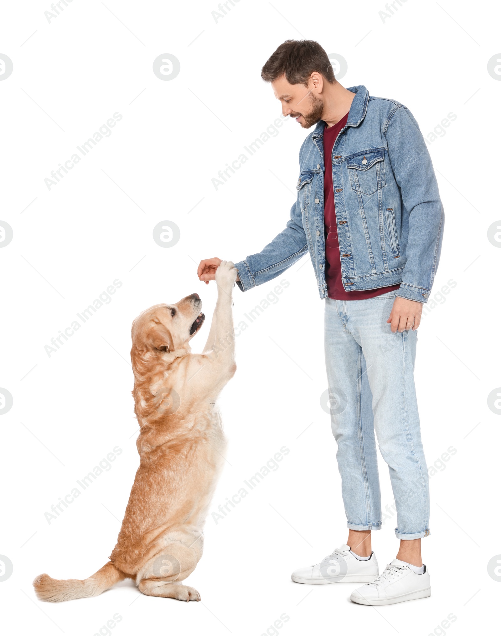 Photo of Cute Labrador Retriever giving paw to happy man on white background