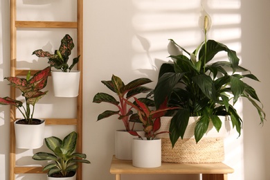 Photo of Exotic houseplants with beautiful leaves and decorative ladder near light wall indoors