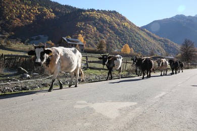 Photo of Many different cows on asphalt road in mountains