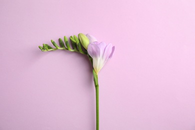 Photo of Beautiful freesia with fragrant flowers on color background, top view