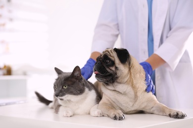 Photo of Veterinarian examining cute pug dog and cat in clinic, closeup. Vaccination day