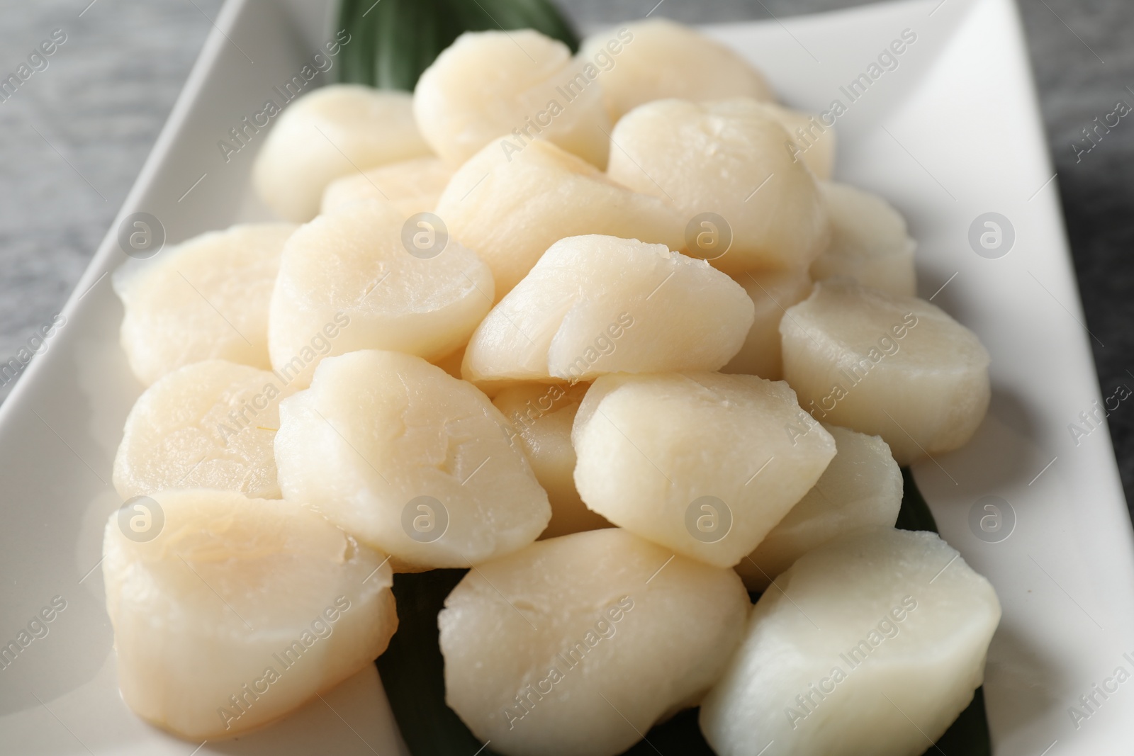 Photo of Fresh raw scallops on grey table, closeup