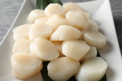 Fresh raw scallops on grey table, closeup