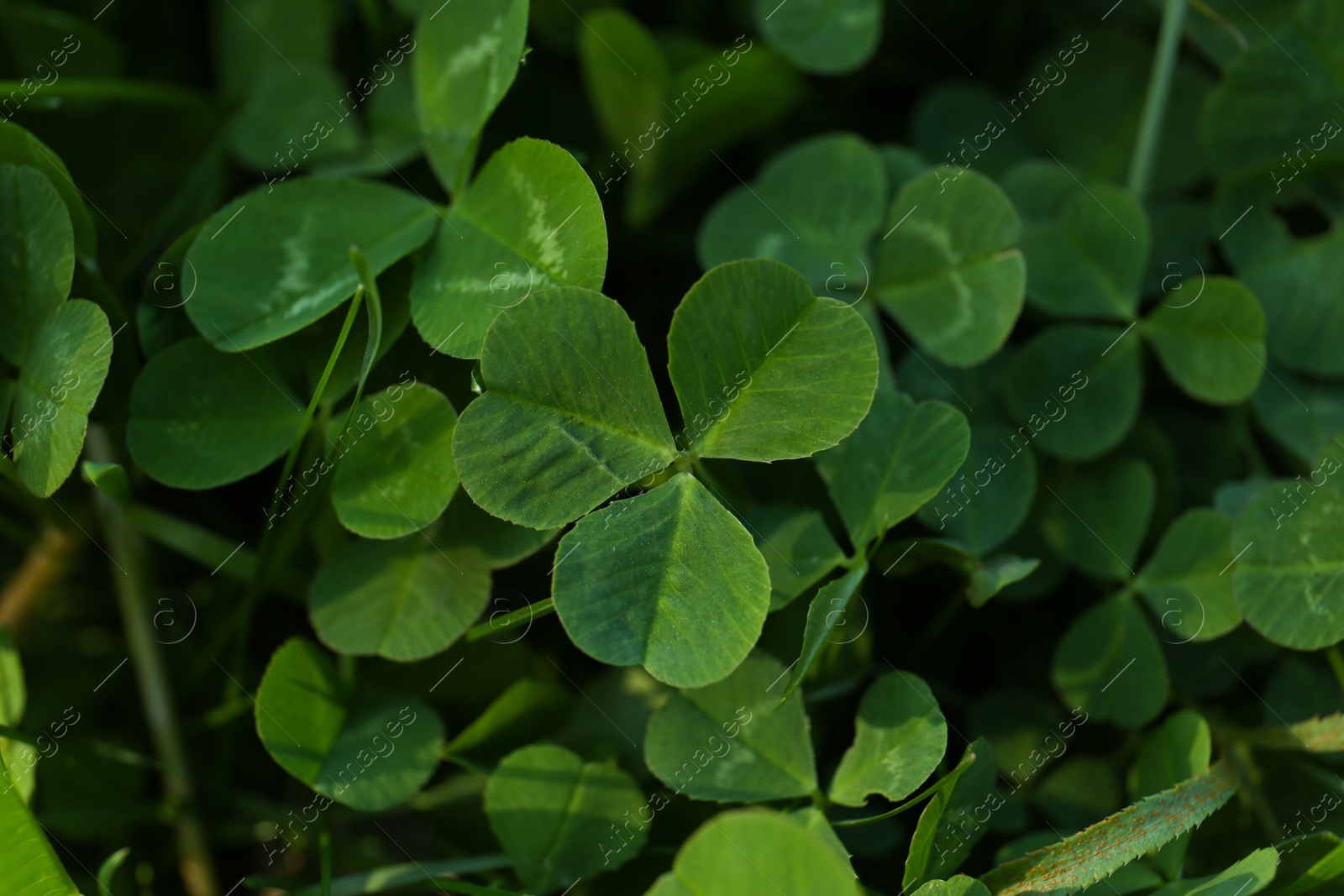 Photo of Closeup view of beautiful green clover leaves