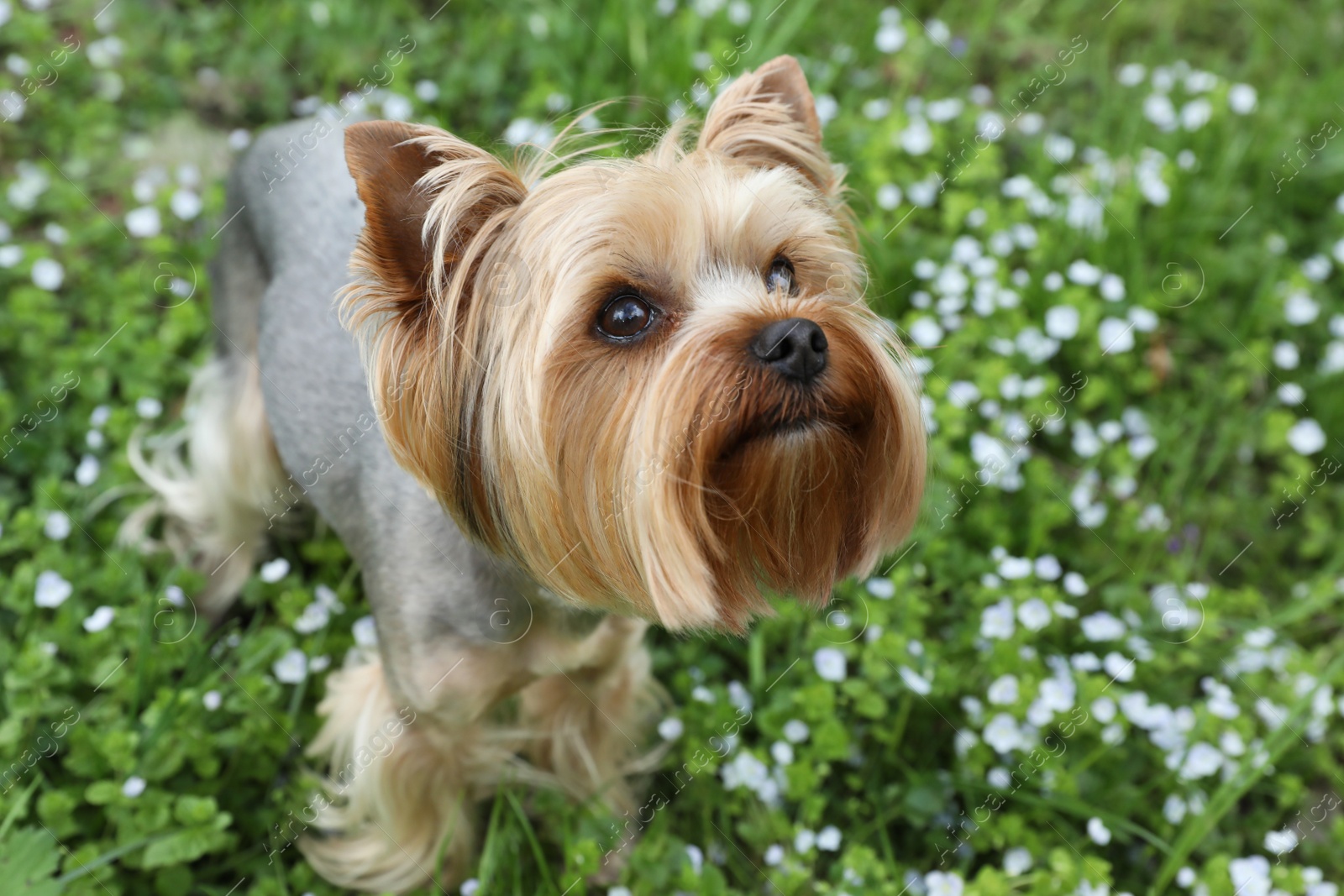 Photo of Cute Yorkshire terrier among wildflowers in meadow on spring day