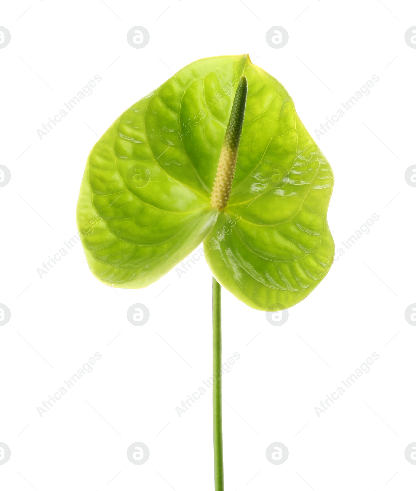 Photo of Beautiful green anthurium flower on white background. Tropical plant