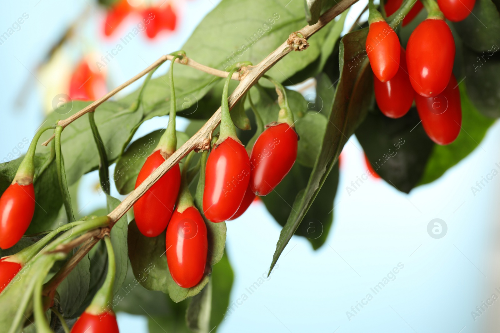 Photo of Branch with ripe fresh goji berries outdoors