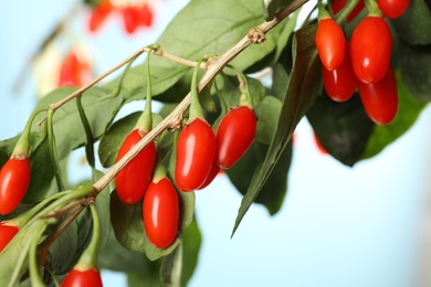 Photo of Branch with ripe fresh goji berries outdoors