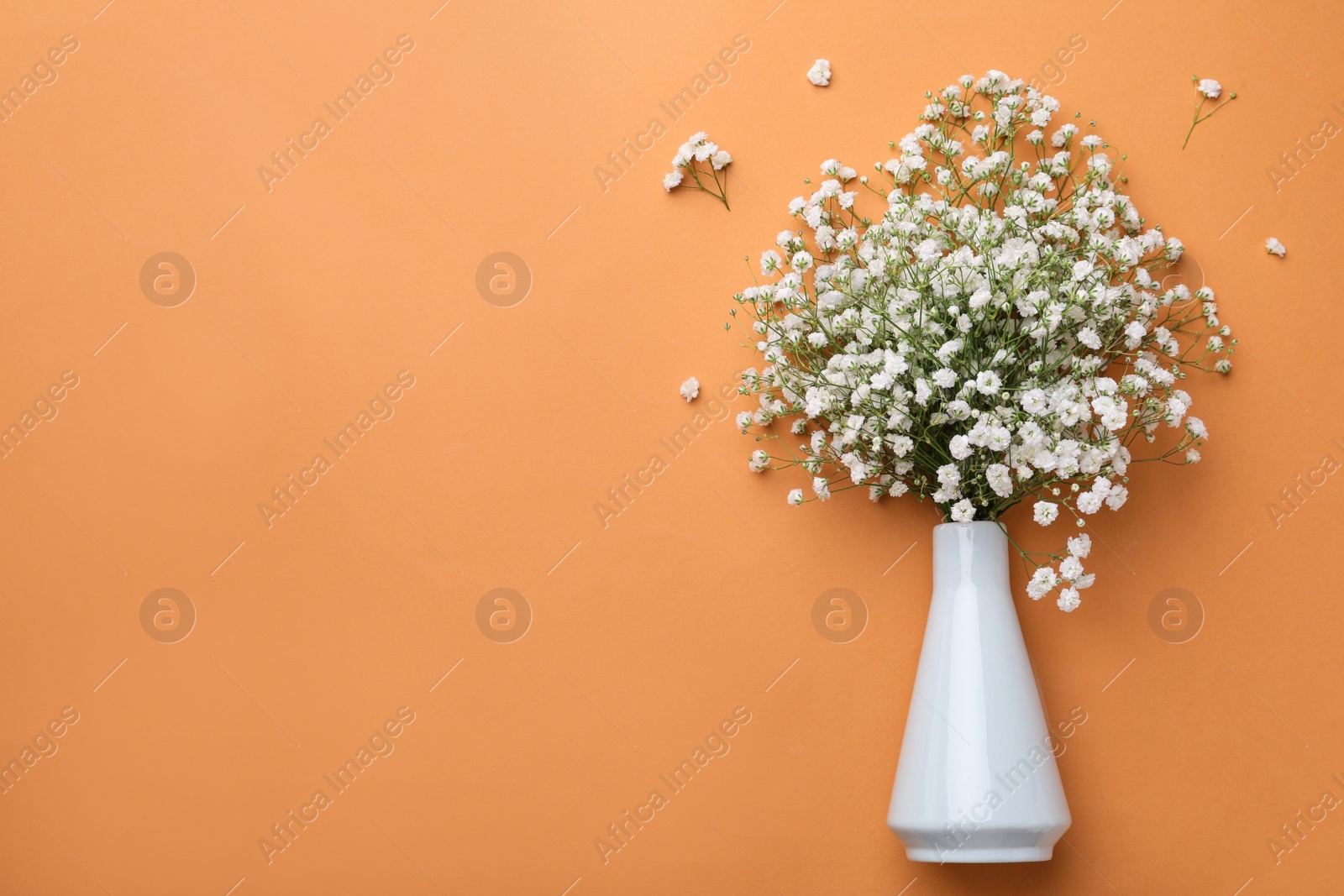 Photo of Beautiful gypsophila flowers in vase on orange background, top view. Space for text
