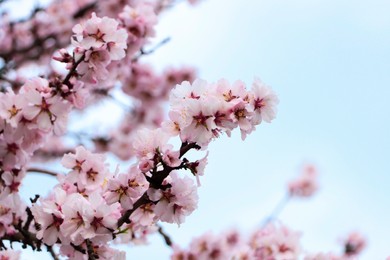 Photo of Delicate spring pink cherry blossoms on tree outdoors