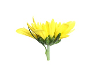 Photo of Beautiful yellow chrysanthemum flower isolated on white