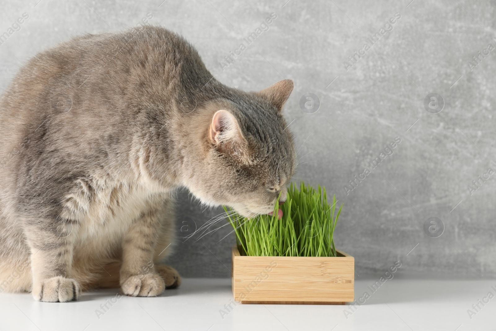 Photo of Cute cat and fresh green grass on white surface near grey wall