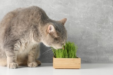 Cute cat and fresh green grass on white surface near grey wall