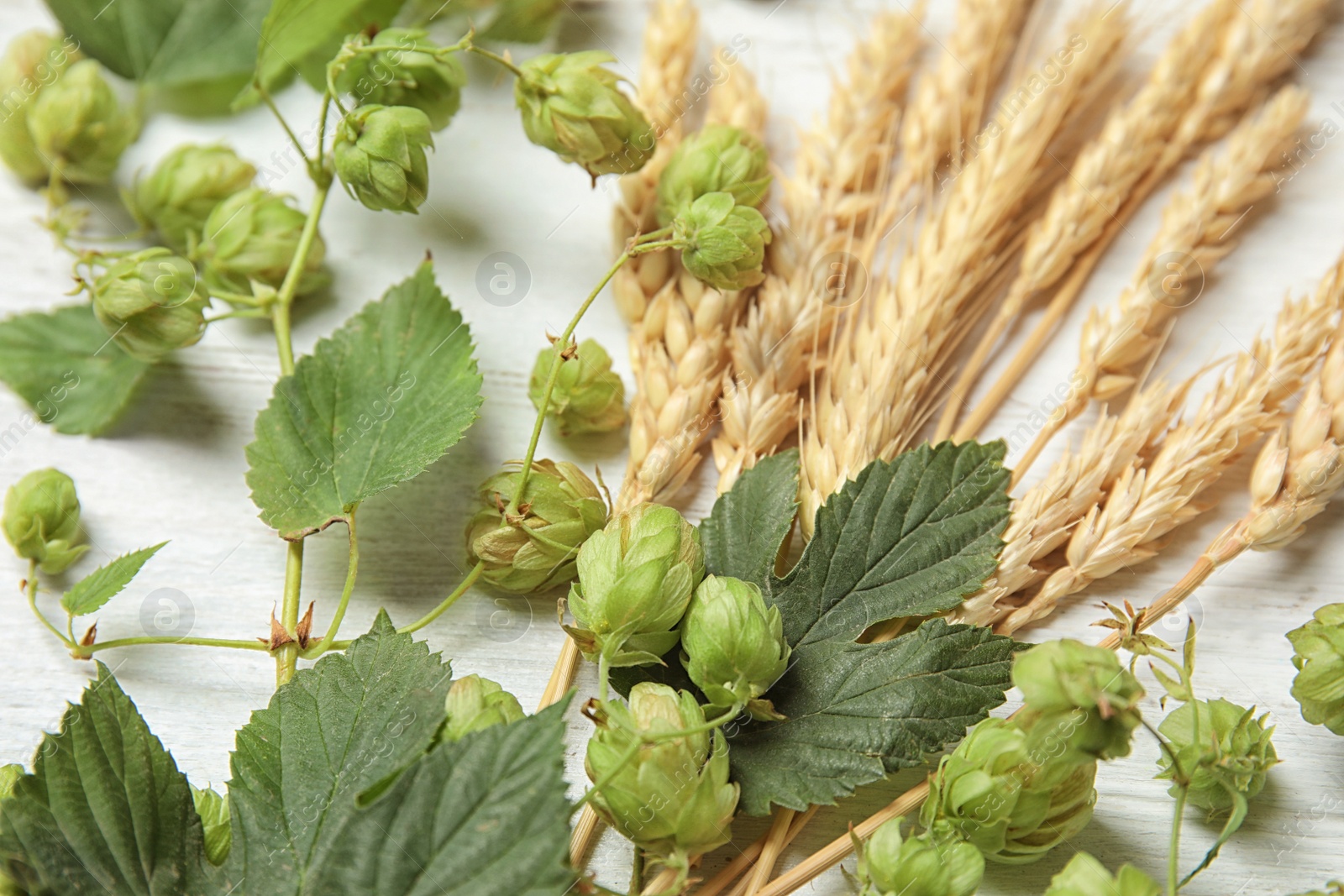 Photo of Fresh green hops and wheat spikes on white wooden background. Beer production
