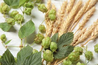 Fresh green hops and wheat spikes on white wooden background. Beer production