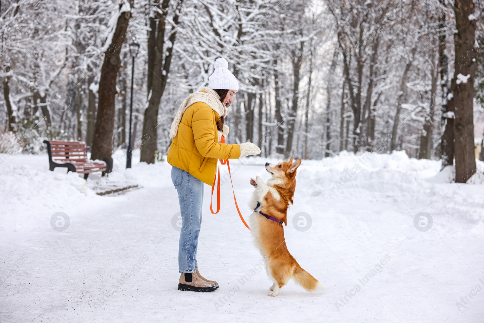 Photo of Woman with adorable Pembroke Welsh Corgi dog in snowy park