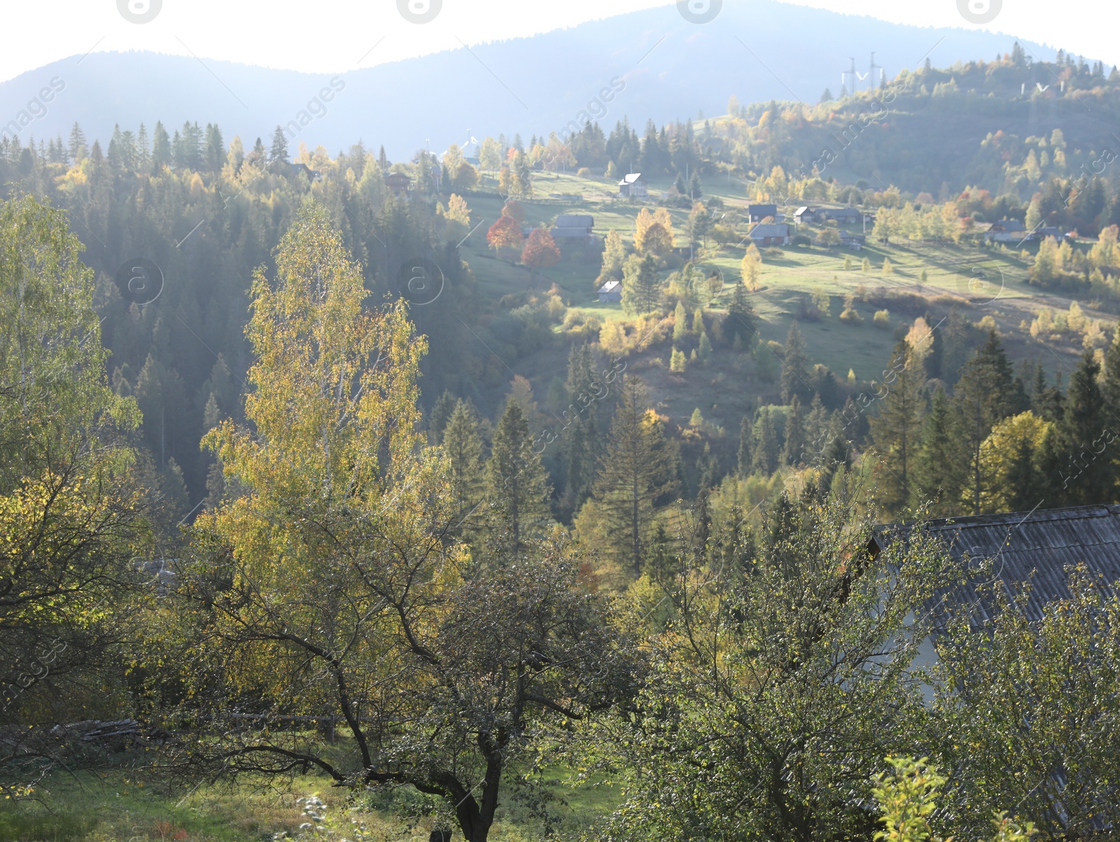 Photo of View on beautiful trees and houses in forest