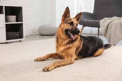 Photo of German shepherd on floor in living room