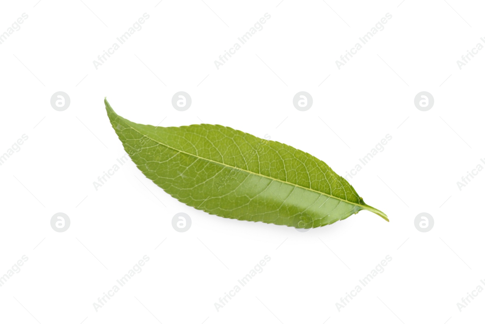 Photo of Fresh green peach leaf isolated on white