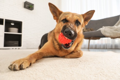 Photo of German shepherd playing with ball on floor in living room