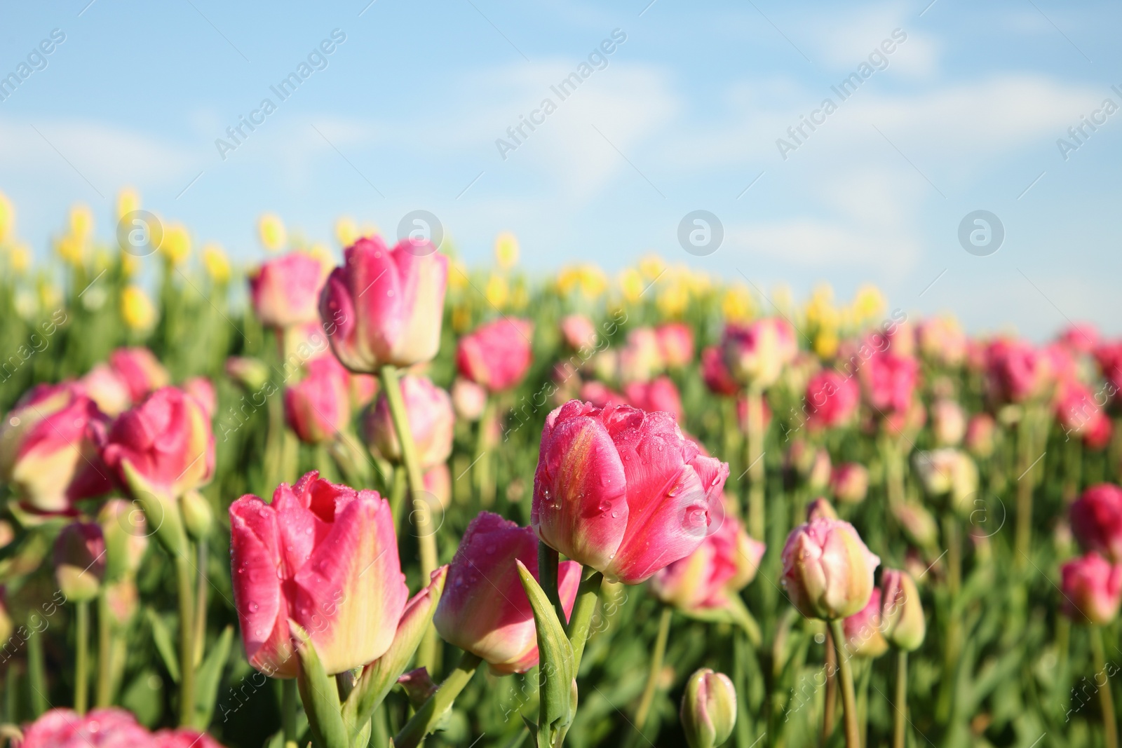 Photo of Beautiful pink tulip flowers growing in field on sunny day, closeup