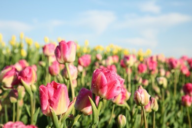 Beautiful pink tulip flowers growing in field on sunny day, closeup