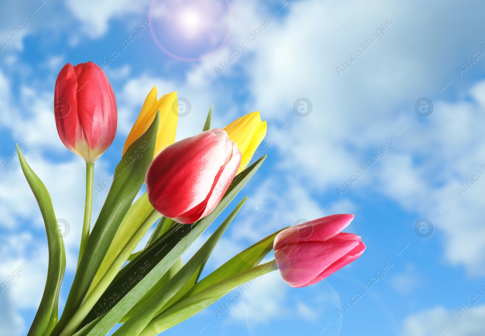 Image of Beautiful bright spring tulips and blue sky on background