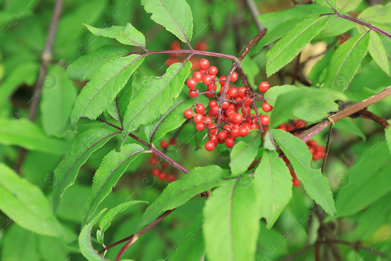 Photo of Beautiful guelder rose shrub outdoors at summer, closeup