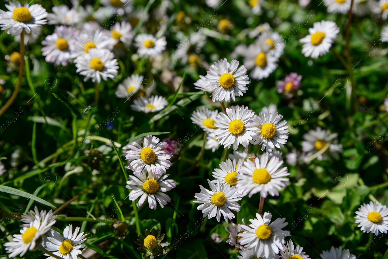 Photo of Beautiful chamomile flowers growing on sunny day, closeup