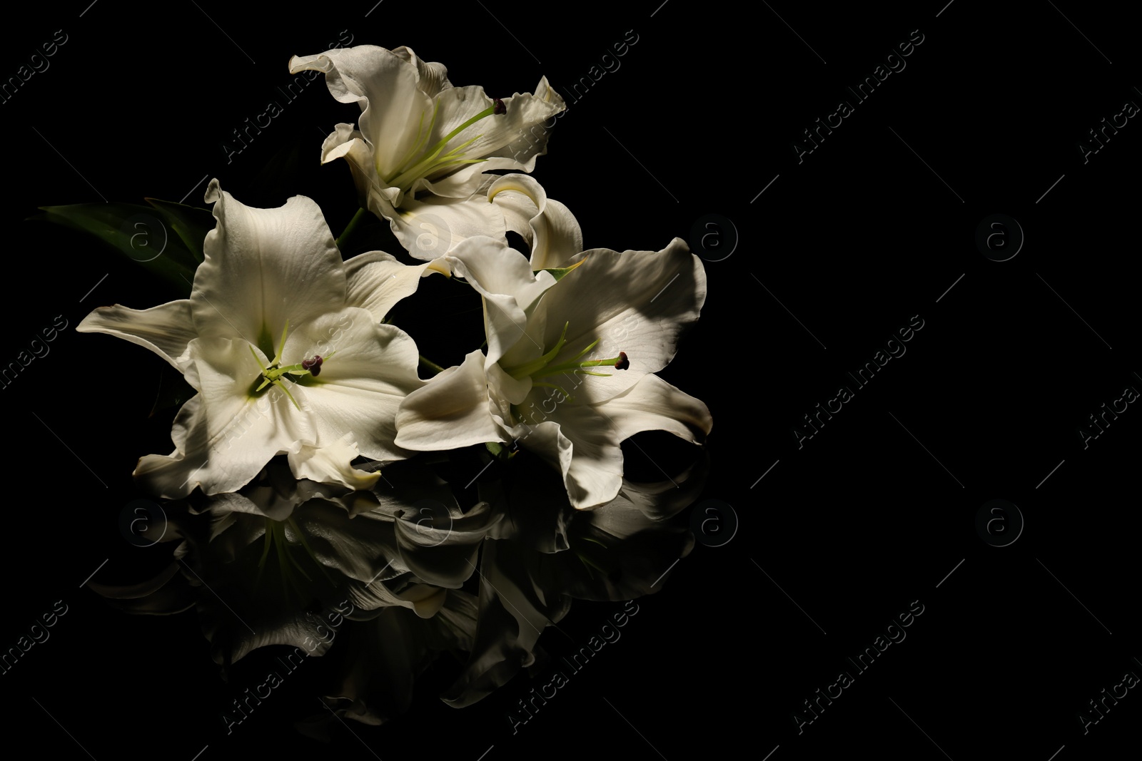 Photo of Beautiful lilies on dark background with space for text. Funeral flowers