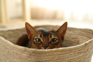 Photo of Beautiful Abyssinian cat in basket indoors. Lovely pet