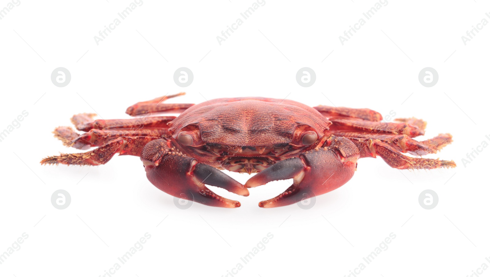 Photo of One delicious boiled crab isolated on white