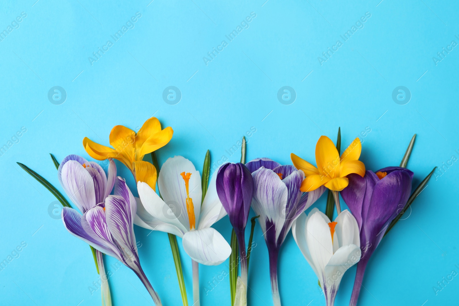 Photo of Beautiful crocus flowers on turquoise background, flat lay. Space for text