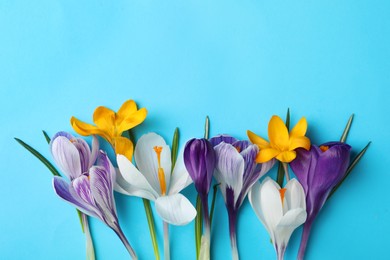 Beautiful crocus flowers on turquoise background, flat lay. Space for text